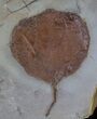 Fossil Leaf (Zizyphoides flabellum) - Montana #37203-1